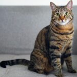 Gato