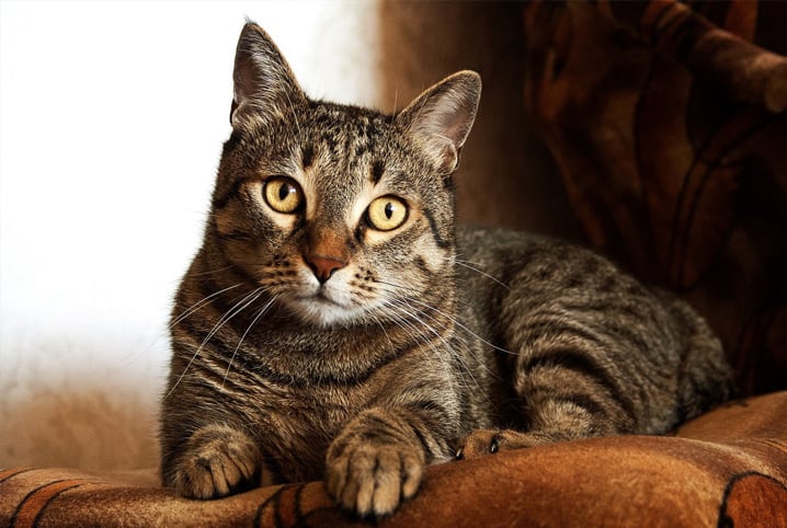 Gato
