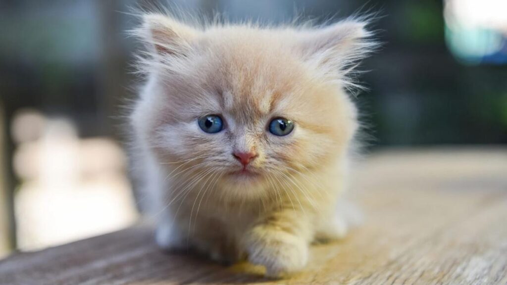 Gato bebe