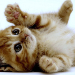 Gato bebe