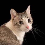 Gato