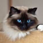 Gato calico